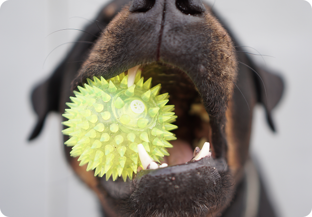 piskaci_hracky_pro_psy 1